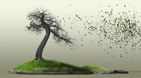 Bonsai winter tree Stock Footage 10774189