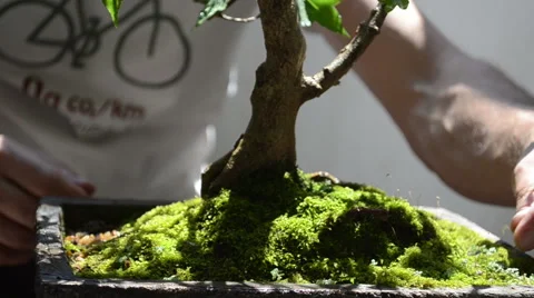 Bonsai01 Stock Footage 47984814
