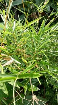 BonsayBambu kuning Foto stock