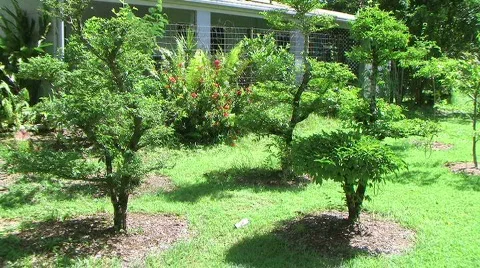 Bonsei trees on lawns 스톡 동영상 125441