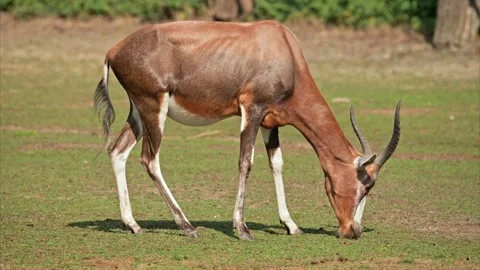 Bontebok antelope (Damaliscus pygargus) grazing Stock Footage 293785853