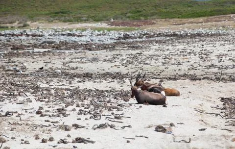 Bontebok on the beach Stock Photos