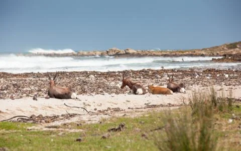 Bontebok on the beach Stock Photos