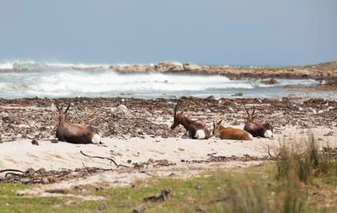 Bontebok on the beach Stock Photos