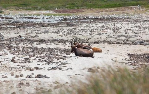 Bontebok on the beach Stock Photos
