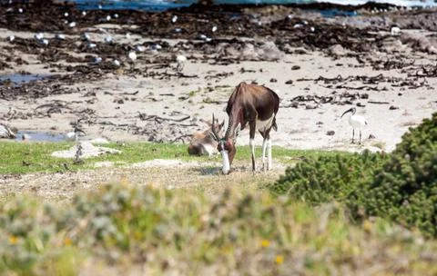 Bontebok on the beach Stock Photos