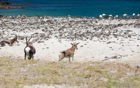 Bontebok on the beach Stock Photos
