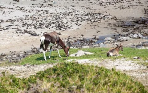 Bontebok on the beach Stock Photos