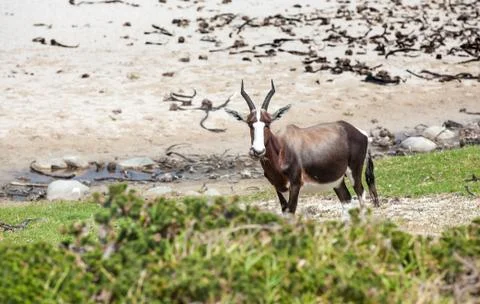 Bontebok on the beach Stock Photos