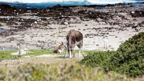 Bontebok on the beach Stock Photos