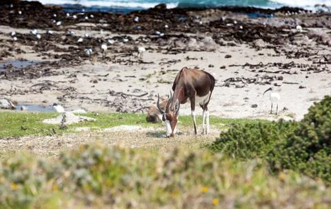 Bontebok on the beach Stock Photos