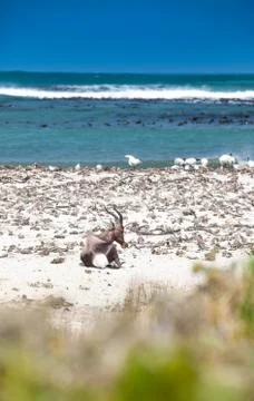 Bontebok on the beach Stock Photos