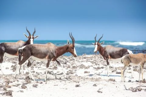 Bontebok on the beach Stock Photos