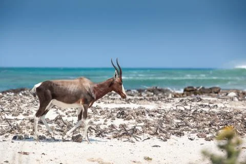Bontebok on the beach Stock Photos