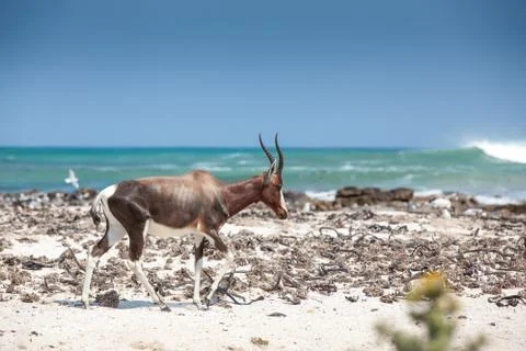 Bontebok on the beach Stock Photos