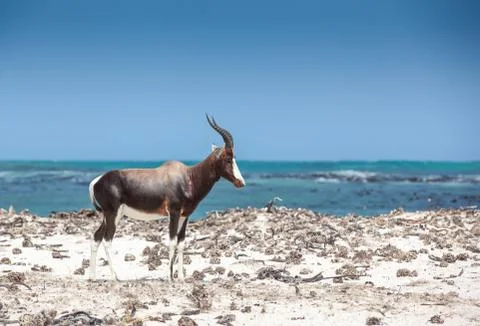 Bontebok on the beach Stock Photos