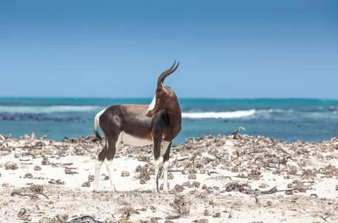 Bontebok on the beach Stock Photos