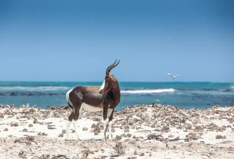 Bontebok on the beach Stock Photos