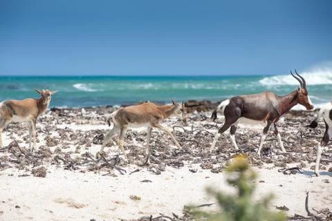 Bontebok on the beach Stock Photos