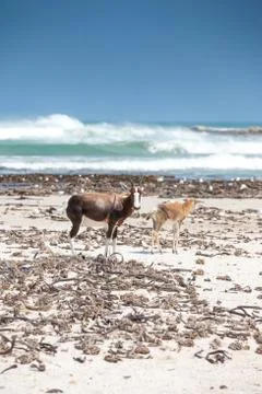 Bontebok on the beach Stock Photos