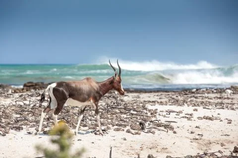 Bontebok on the beach Stock Photos