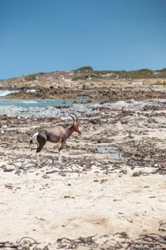 Bontebok on the beach Stock Photos