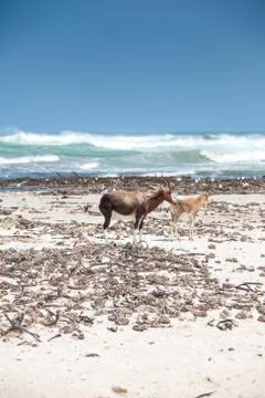 Bontebok on the beach Stock Photos