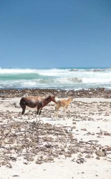 Bontebok on the beach Stock Photos