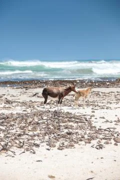 Bontebok on the beach Stock Photos