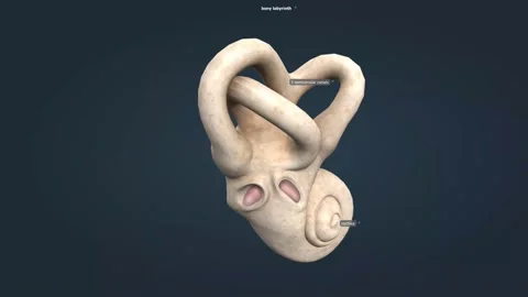 Bony labyrinth is the rigid, bony outer wall of the inner ear in the temporal Stock Footage 229424325