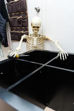 Bony skeleton assembling a black wooden shelf Foto stock
