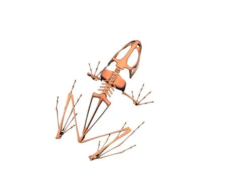 Bony skeleton of a sitting frog Illustrazione stock