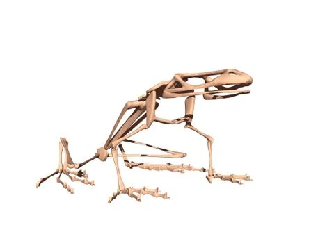 Bony skeleton of a sitting frog Stock Illustration