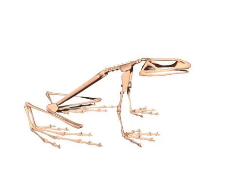 Bony skeleton of a sitting frog 스톡 일러스트