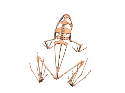 Bony skeleton of a sitting frog 스톡 일러스트