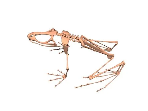 Bony skeleton of a sitting frog Illustrazione stock