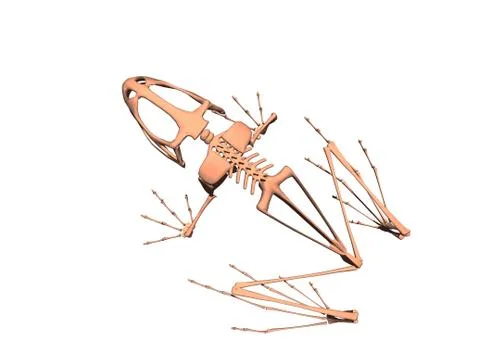 Bony skeleton of a sitting frog Illustrazione stock