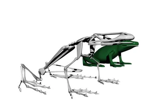 Bony skeleton of a sitting frog 스톡 일러스트