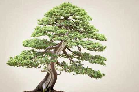 Bonzai Juniper Stock Illustration