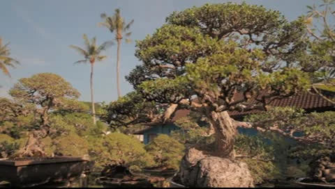 Bonzai Plant 1 Video stock 8862848