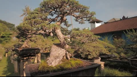 Bonzai Plant 2 Stock Footage 8863853