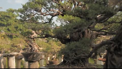 Bonzai Plant Dolly Video stock 8861567