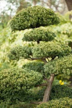 Bonzai Plant Stock Photos