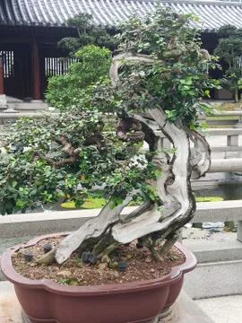 Bonzai Plant Stock Photos
