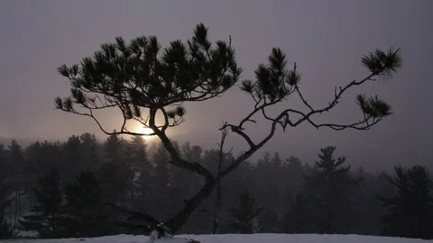 Bonzai shaped pine tree on peak Stock Footage 73060539