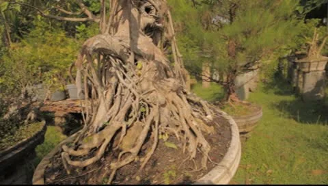 Bonzai tree Stock Footage 8865843