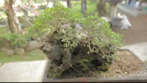 Bonzai Tree Video stock 8866345