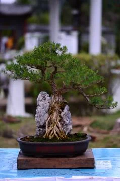 Bonzai Tree Foto stock