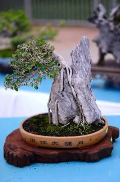 Bonzai Tree Foto stock