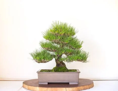 Bonzai Tree Pot on white background 库存照片